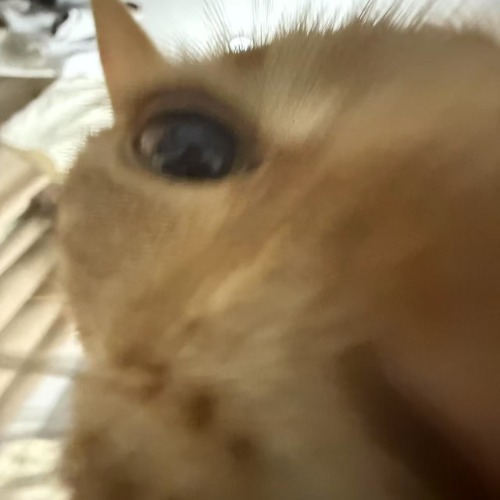 牛爷爷爱白晶晶